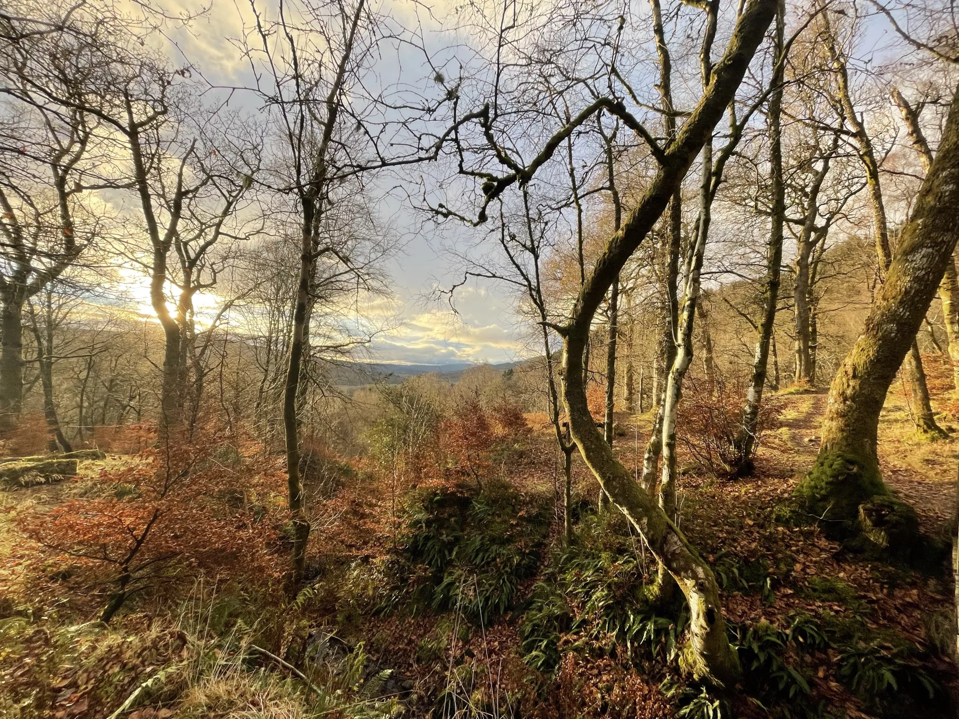 I am not a Photographer that waits and sets up. I am on the move…constantly. However, I truly feel I am gifted incredible moments. This photo was one of them. It was almost 10PM and I was coming down from the Crags, a high point in Callander, Scotland. I literally turned a corner in the forest - everything shimmered in a golden light. Just…breathtaking. (Callander, Scotland)