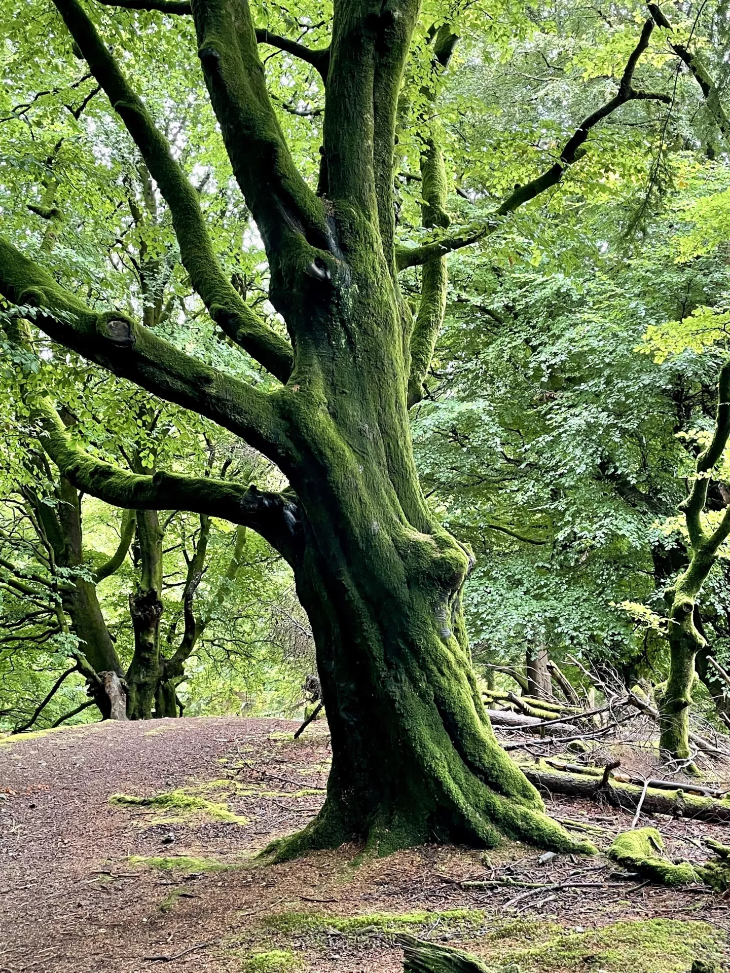 The hike up the Crags takes you high above the town of Callander with incredible views. I had heard about a famous old tree that was called ‘The Witch’s Tree’ up at the Crags. I came upon this, and it had to be! (Crags, Callander, Scotland)