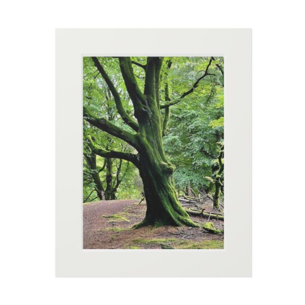 The Crags Witches Tree (Fine Art Paper Print)