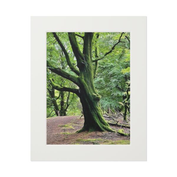 The Crags Witches Tree (Fine Art Paper Print) - Image 2