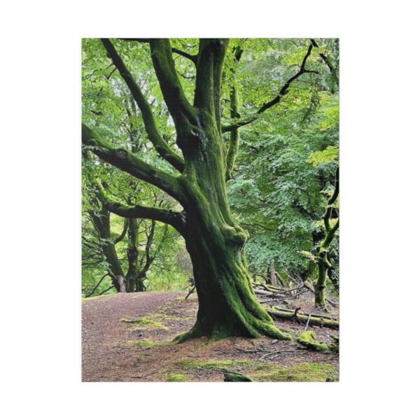 The Crags Witches Tree (Canvas) - Image 3